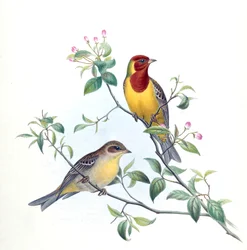 Emberiza bruniceps